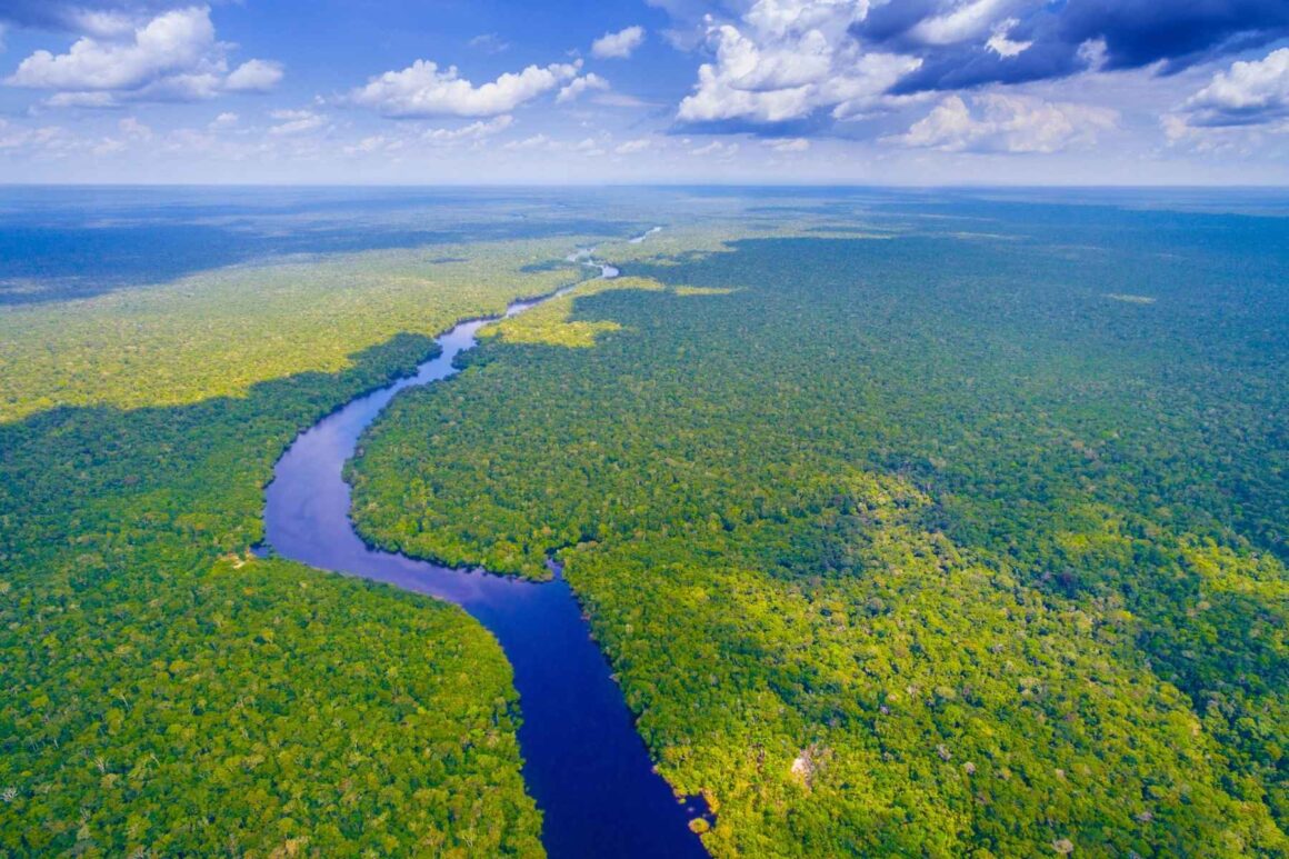 Amazonian Jungle / Photo: Canva Pro