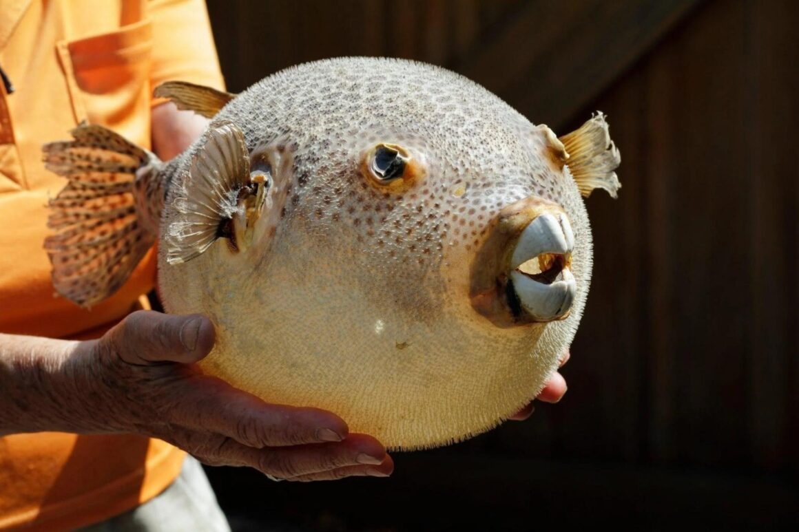 Fugu