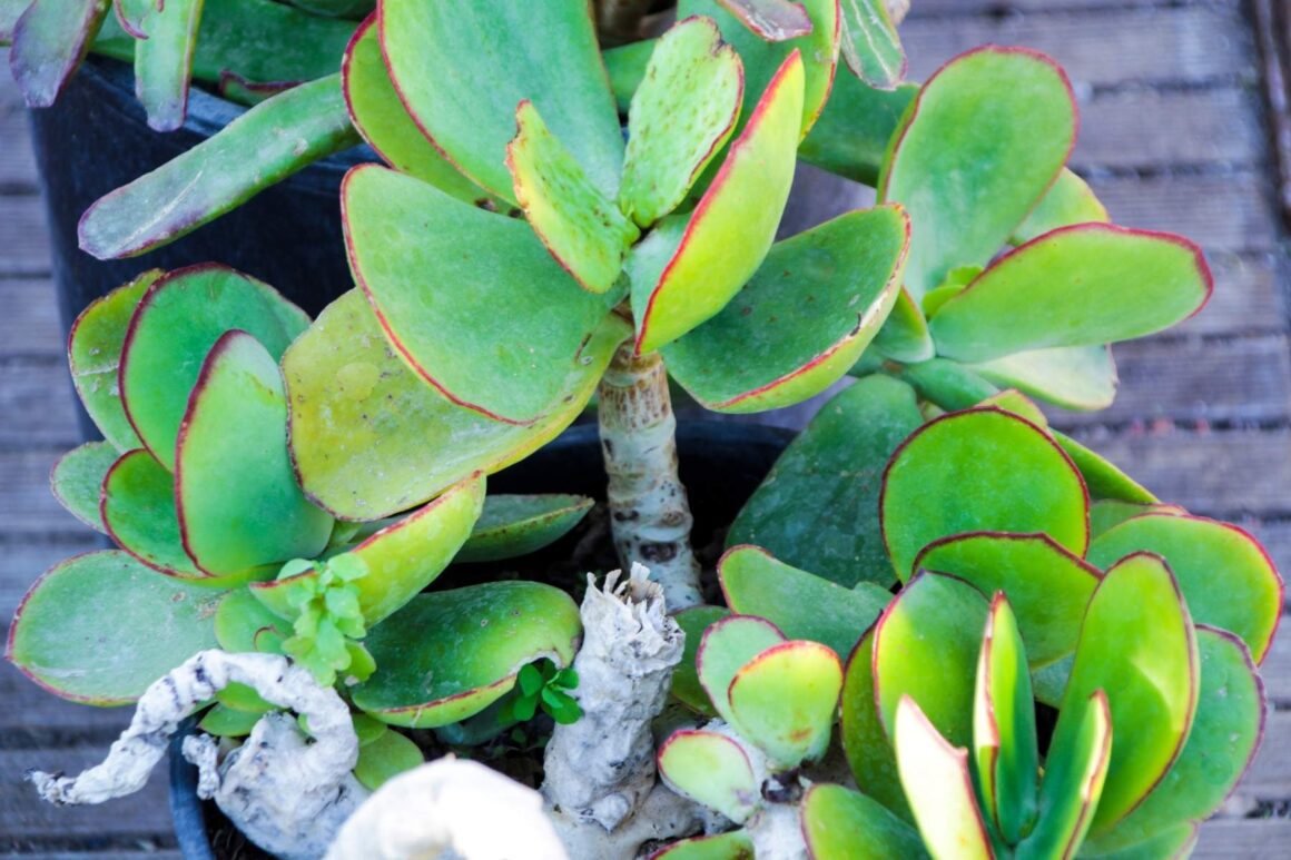 Cotyledon Orbiculata